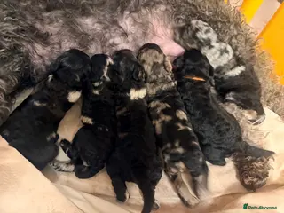 Miniature Poodle dogs Best quality Merle poodles - Advert 14