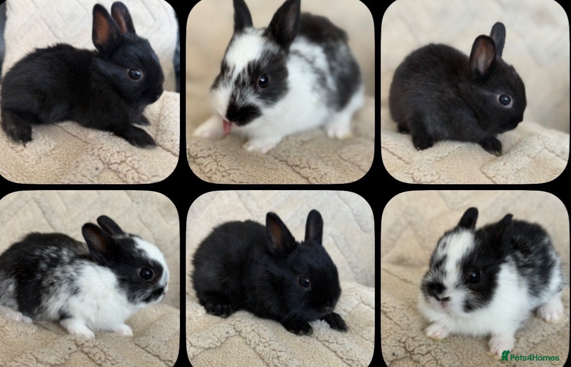 Netherland Dwarf rabbits 6 Adorable Netherland Dwarf Bunnies 🐰  - Advert 2