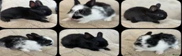 Netherland Dwarf rabbits for sale: 6 Adorable Netherland Dwarf Bunnies 🐰  - Advert 2