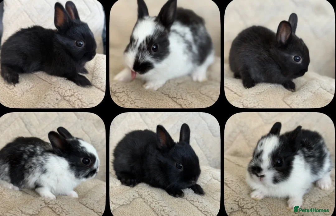 Netherland Dwarf rabbits for sale: 6 Adorable Netherland Dwarf Bunnies 🐰  - Advert 2