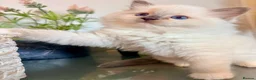 Ragdoll cats for sale: Premium Quality✨️🏆 TICA Reg European Ragdolls 🩷  - Advert 8