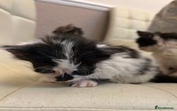 Mixed Breed cats for sale: Kittens available  - Image 4