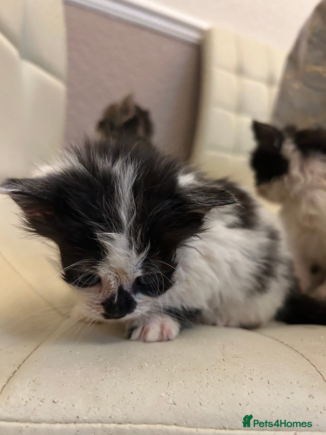 Mixed Breed cats for sale: Kittens available  - Image 4