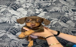 Dachshund dogs for sale: 5 lovely pups for sale  - Image 5