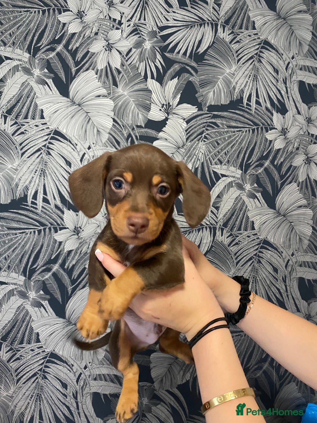 Dachshund dogs for sale: 5 lovely pups for sale  - Image 5