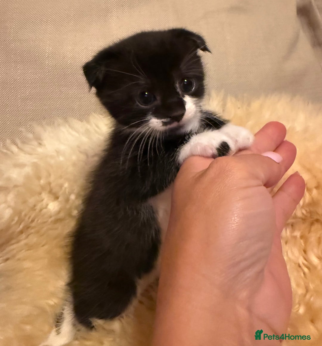 Scottish Fold cats for sale: Scottish fold mix with tabby .  - Image 22