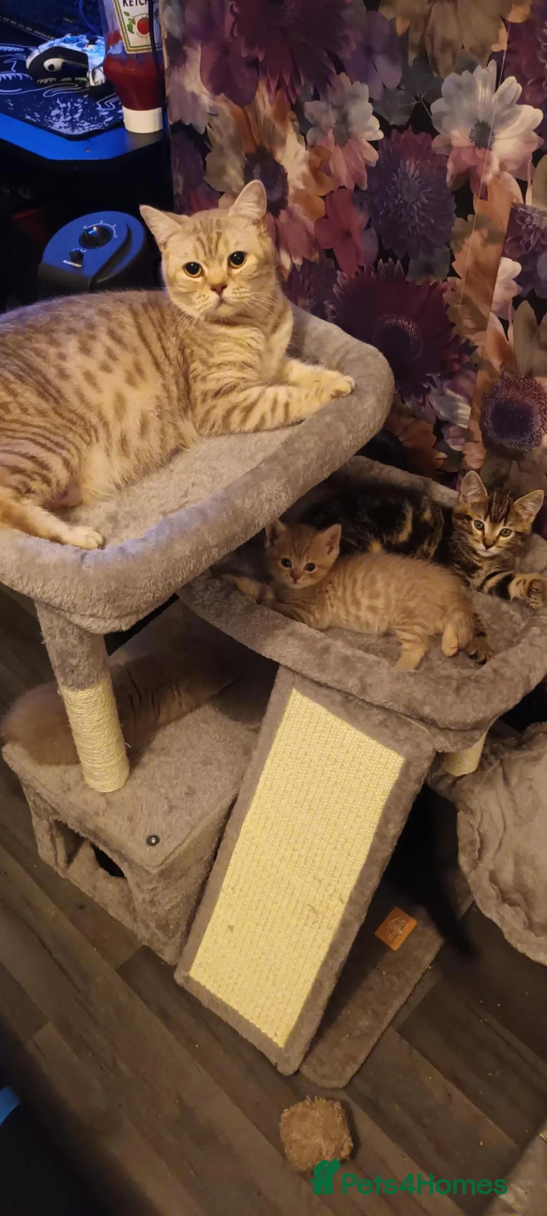 British Shorthair cats for sale: British short hair lilac tabbys - Advert 9