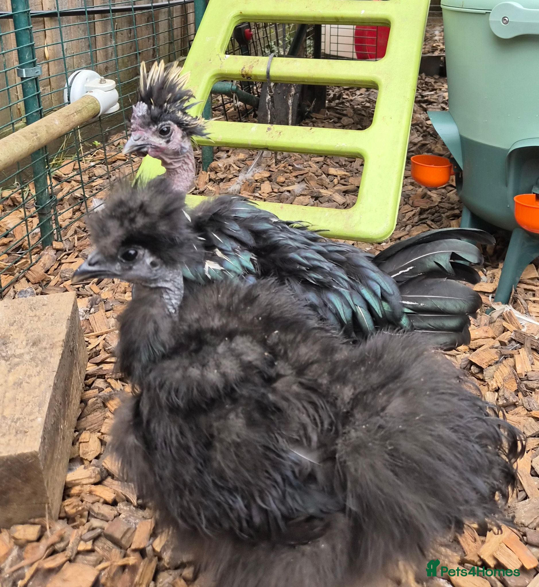 Chickens poultry Silkie Showgirl Cockerals - Advert 3