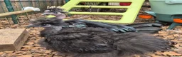 Chickens poultry for sale: Silkie Showgirl Cockerals - Advert 1
