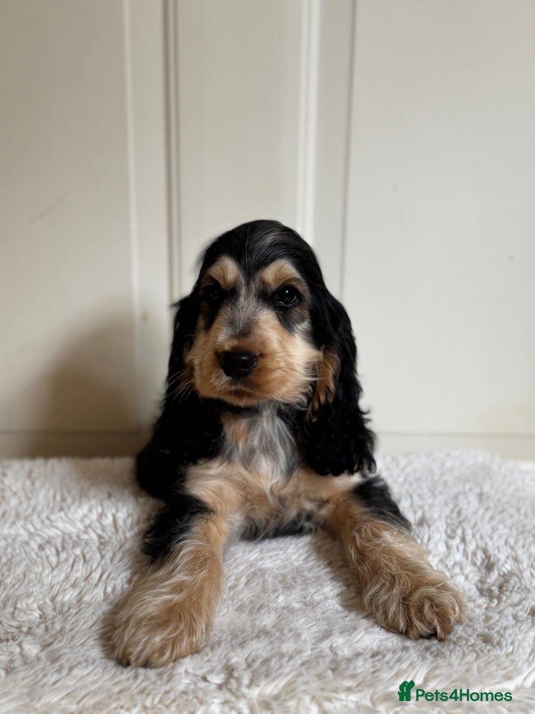 Cocker Spaniel dogs for sale: Last 2 boys fully vaccinated health checked  - Image 31