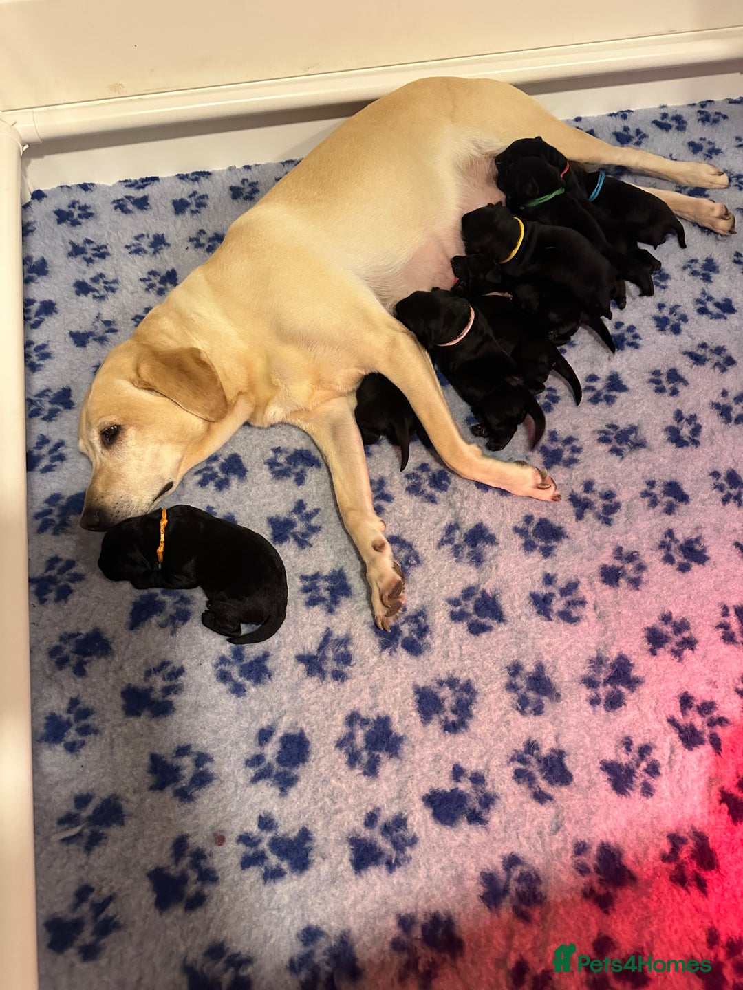 Labrador Retriever dogs for sale: Stunning litter of 9 black Labrador puppies - Advert 2