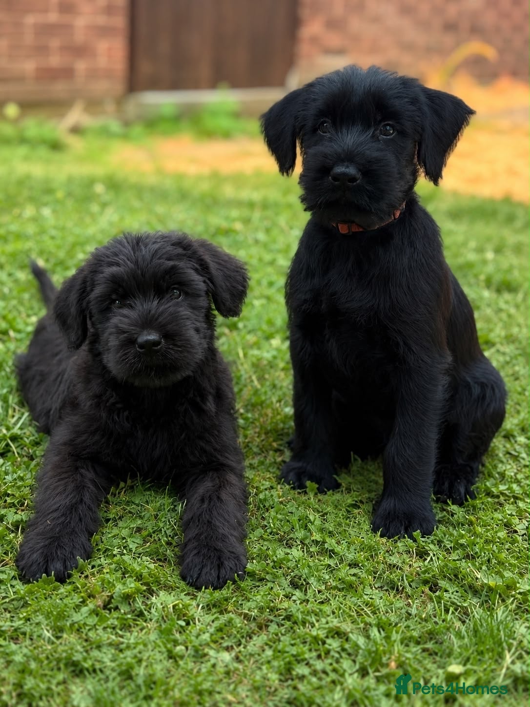 Giant Schnauzer dogs 2 MALES LEFT - Advert 1