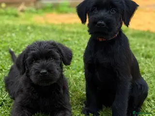 Giant Schnauzer dogs 2 MALES LEFT - Advert 7