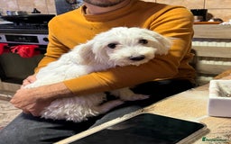 Bichon Frise dogs for adoption: Meet PACO - a Lovely little boy, for a Loving Home - Image 7