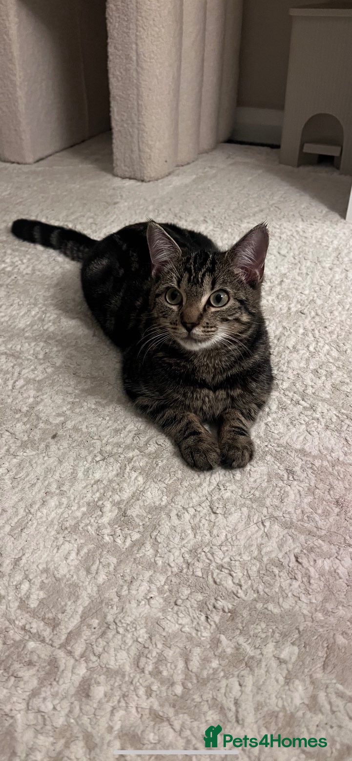 Mixed Breed cats 🐾 Beautiful Kittens Looking for Loving Homes 🐾 - Advert 6