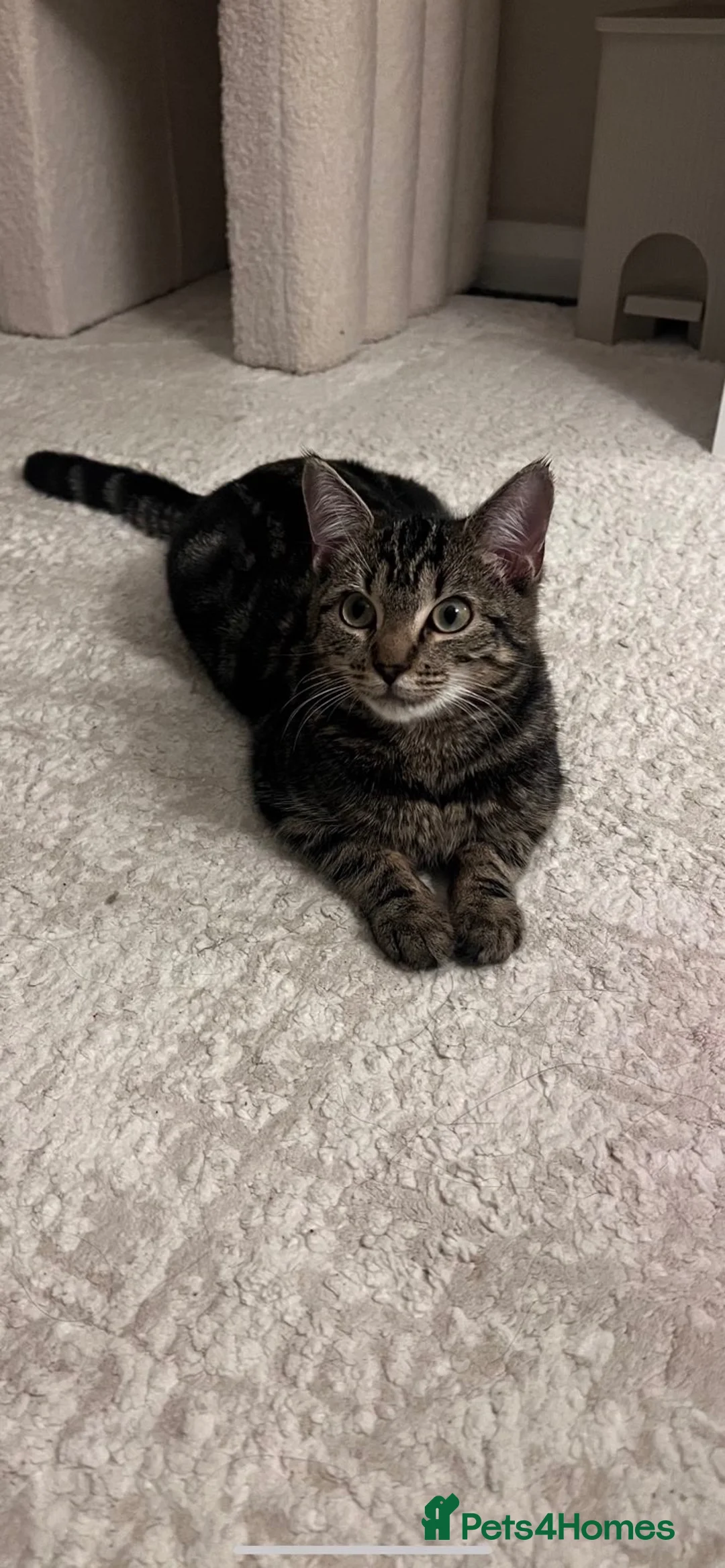 Mixed Breed cats for sale: 🐾 Beautiful Kittens Looking for Loving Homes 🐾 in Wellingborough - Advert 1