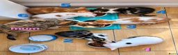 Mixed Breed cats for sale: 🐾 6 Adorable & Playful Kittens - 1 Girl & 5 Boys - Advert 7