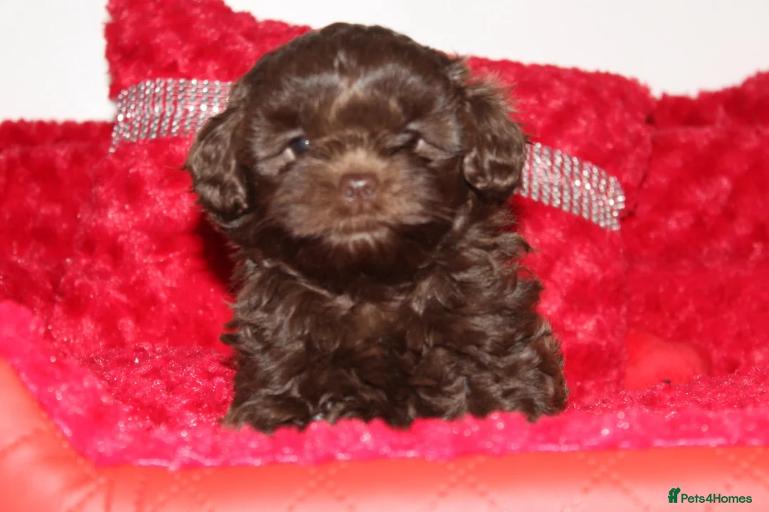 Shihpoo dogs for sale: Shih poo puppy’s  - Advert 40