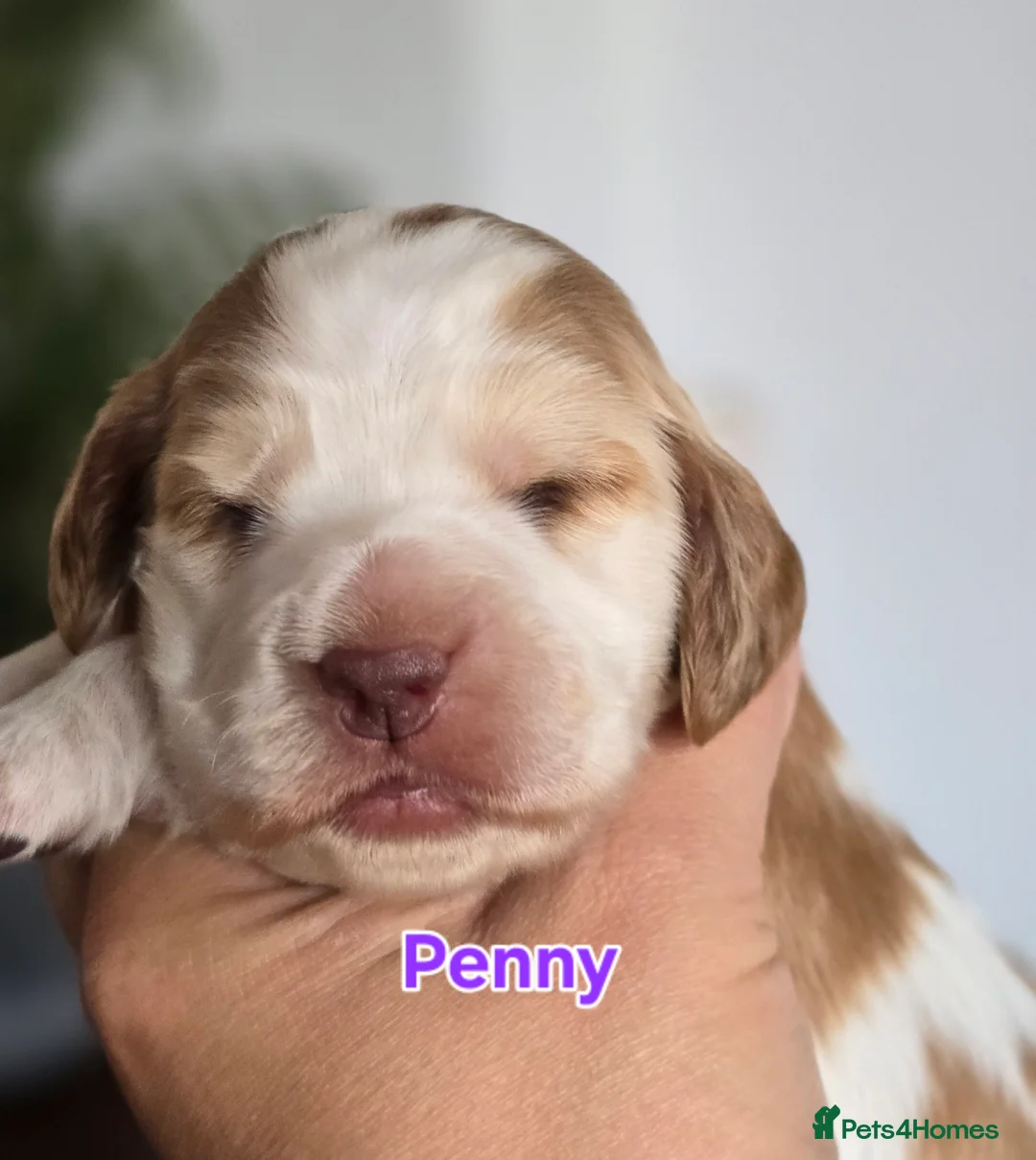 Cocker Spaniel dogs for sale: KC Reg Show Cocker Spaniel Pups Health Clear Boys - Advert 14
