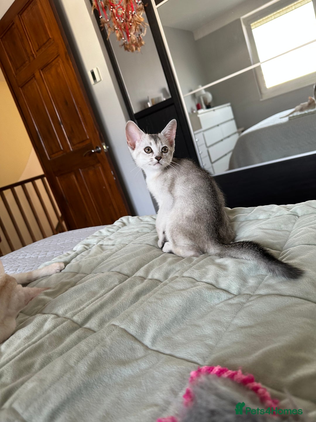 Abyssinian cats for sale: Pedigree Silver Abyssinian kittens - Image 16
