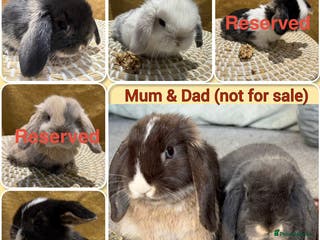 Mini Lop rabbits Update: 3 Left. 5 Beautiful Baby Mini Lop Rabbits - Advert 8