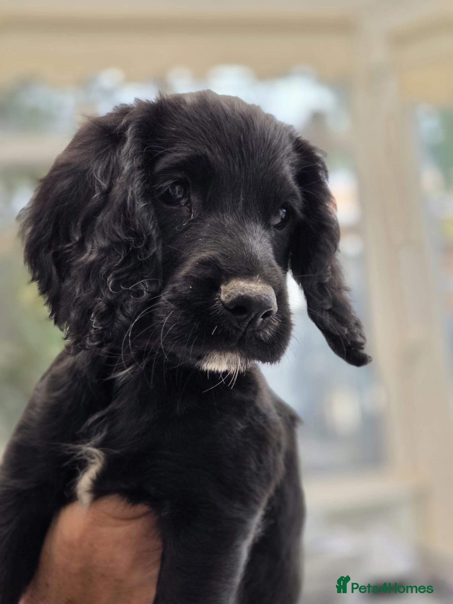 Sprocker dogs Last sprocker puppy, ready for new home now. - Advert 5