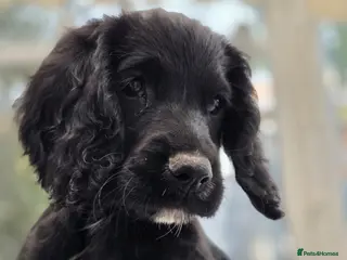 Sprocker dogs Last sprocker puppy, ready for new home now. - Advert 5