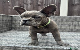 French Bulldog dogs for sale: French Bulldog Puppies with 3 Vaccines Included in Walton-on-Thames - Image 11