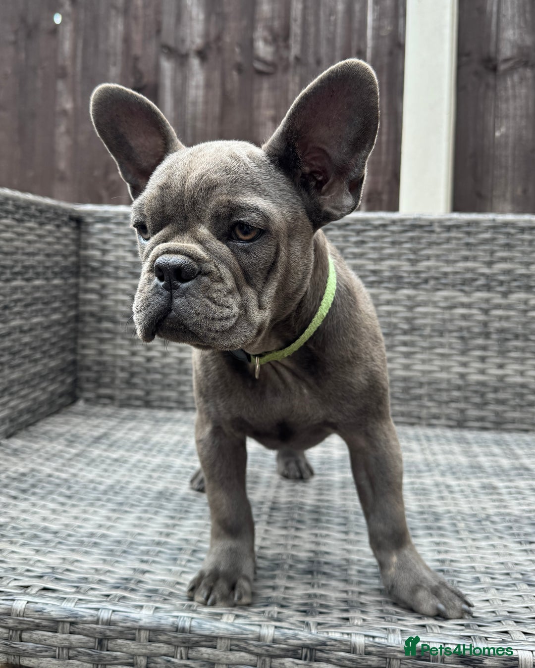 French Bulldog dogs for sale: French Bulldog Puppies with 3 Vaccines Included in Walton-on-Thames - Image 11