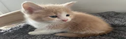 Mixed Breed cats for sale: Beautiful cream kittens for sale - Advert 8