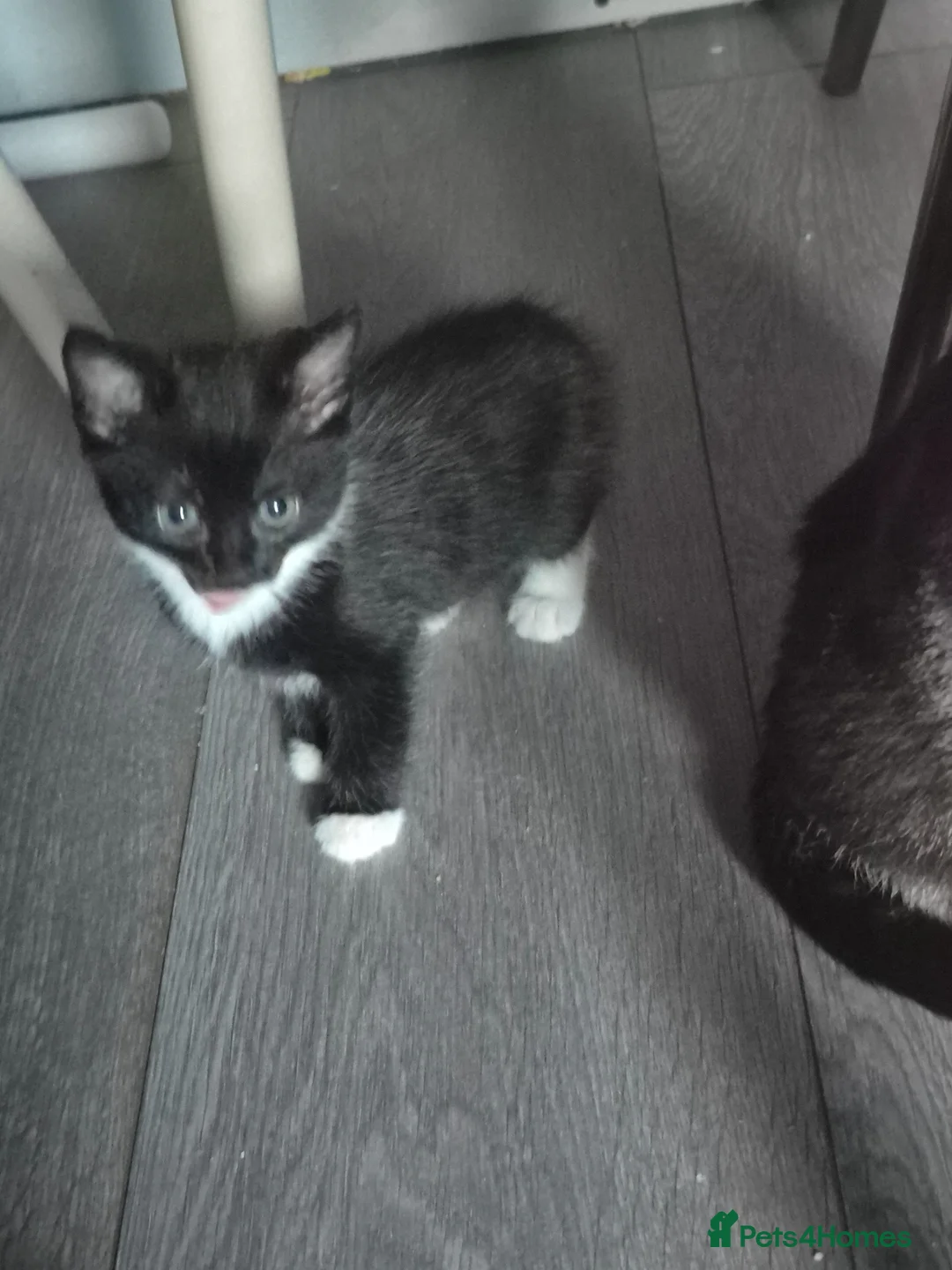 Mixed Breed cats for sale: READY NOW 4 kittens - Advert 2