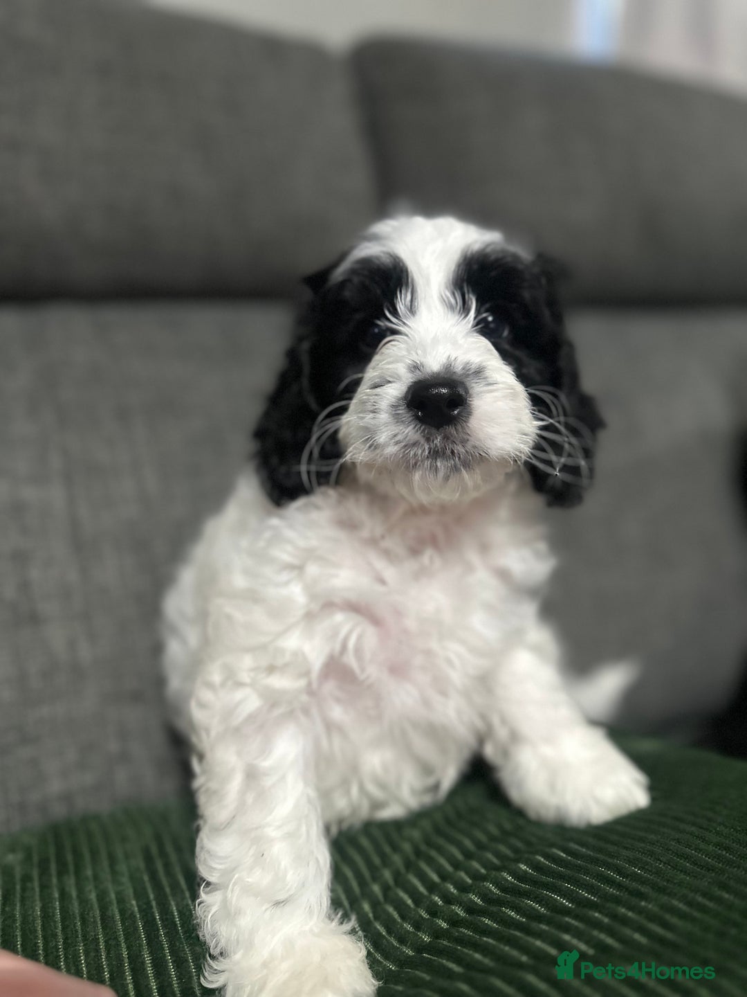 Mixed Breed dogs for sale: 3 LEFT - Cockapoo Cavapoo Puppies - READY TO GO - Advert 9