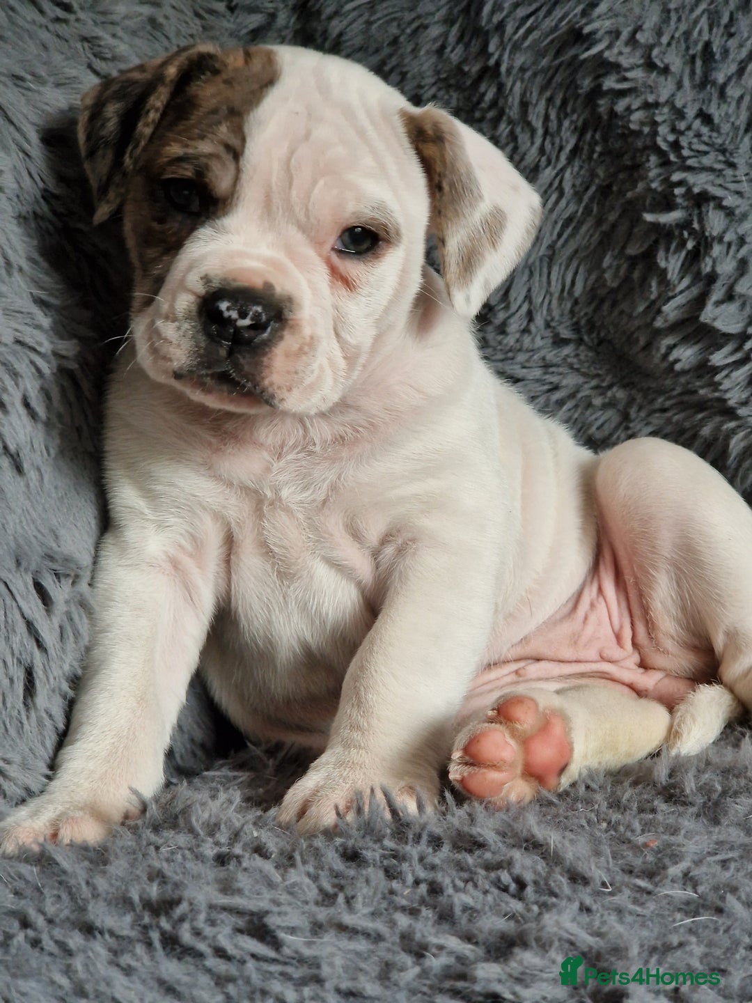 Alapaha Blue Blood Bulldog dogs for sale: Stunning IABBR Alapaha BBB Female  - Advert 4