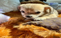 Mixed Breed dogs for sale:  Bichon x chihuahua ready now £800 - Image 5