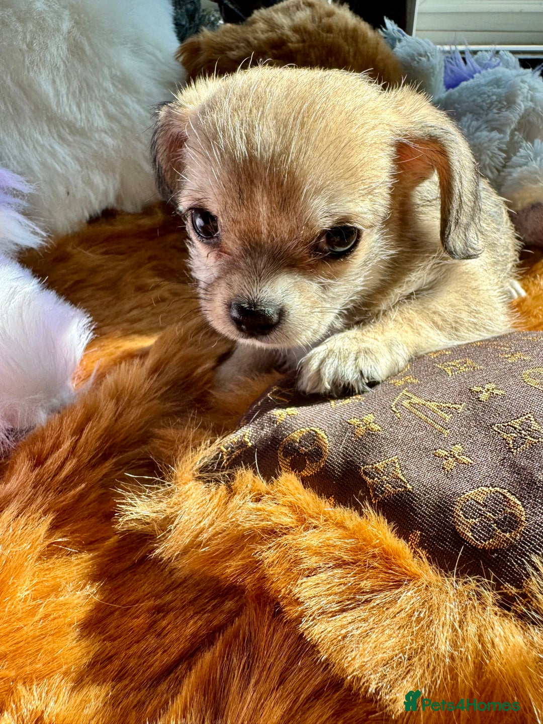 Mixed Breed dogs for sale:  Bichon x chihuahua ready now £800 - Image 5