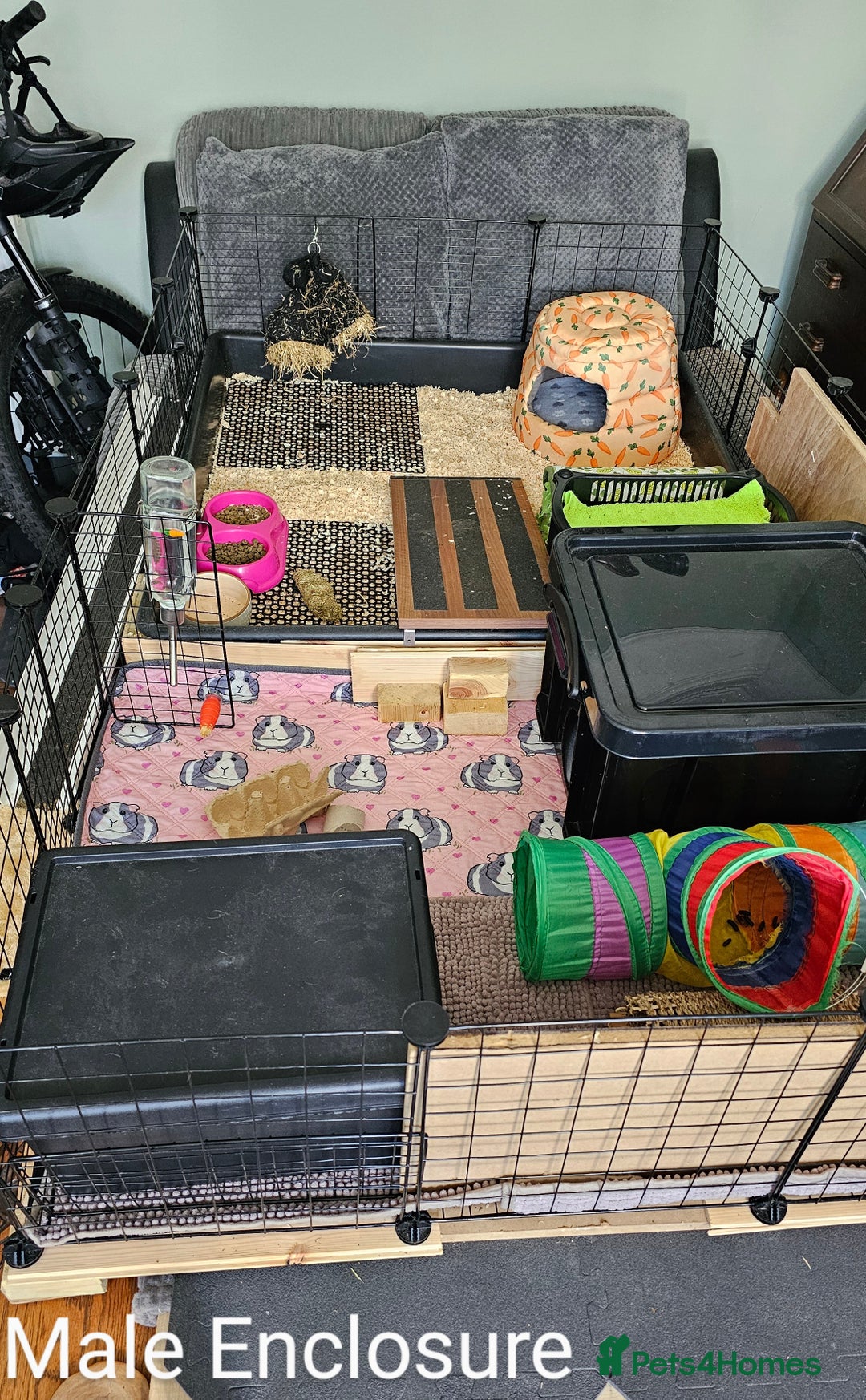 Guinea Pig rodents for sale: 7 Week Old Baby Guinea Pigs - Image 9