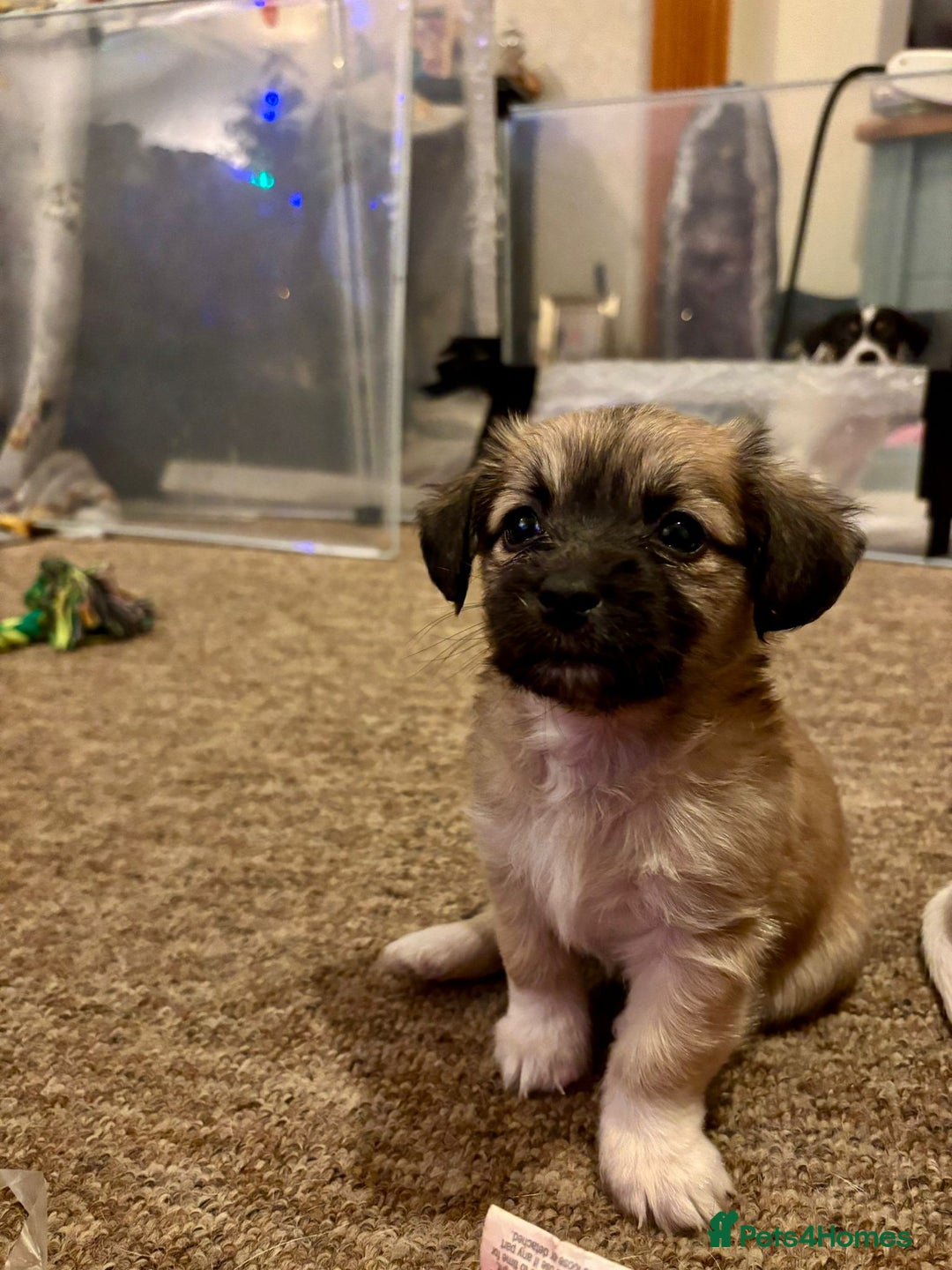 Pomchi dogs for sale: Beautiful chihuahua girl - Advert 2