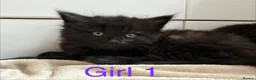 British Longhair cats for sale: Fluffy girl kittens  in Norwich - Advert 12