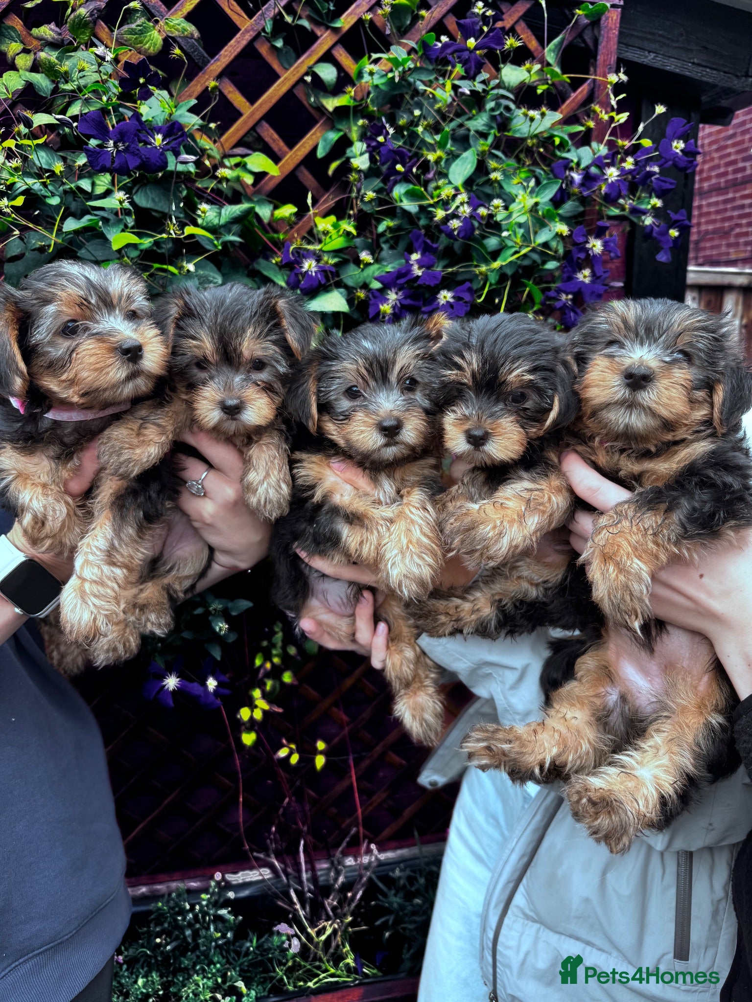 Yorkshire Terrier dogs Yorkshire Terrier Puppies  - Advert 1