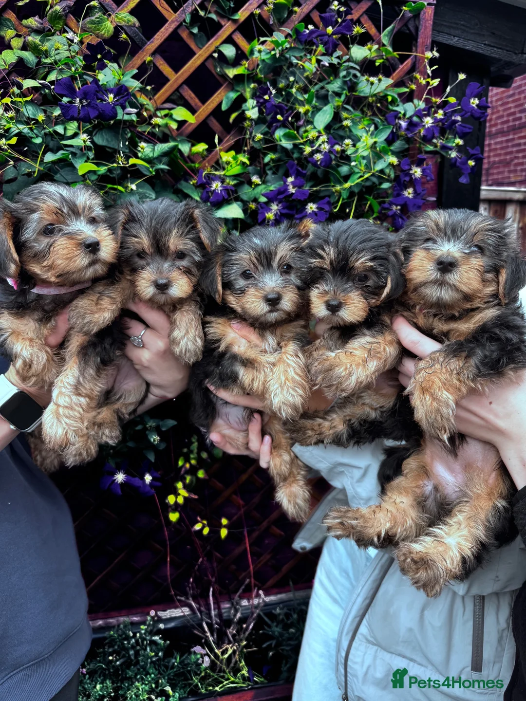 Yorkshire Terrier dogs for sale: Yorkshire Terrier Puppies  - Advert 1
