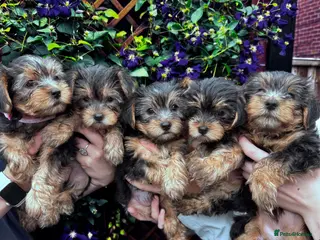 Yorkshire Terrier dogs Yorkshire Terrier Puppies - Advert 1