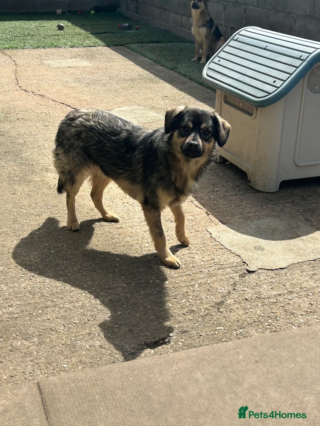 Mixed Breed dogs for adoption: Meet Isacc, currently residing in Cheshire  in Nantwich - Advert 5