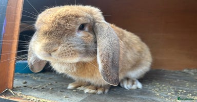 French Lop rabbits - Advert 5