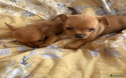 Chihuahua dogs for sale: Adorable Chihuahuas £650-£700 “Boys & Girls’ - Image 19