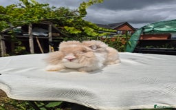 Angora rabbits for sale: Gorgeous Pedigree Full Faced Angora  - Image 13