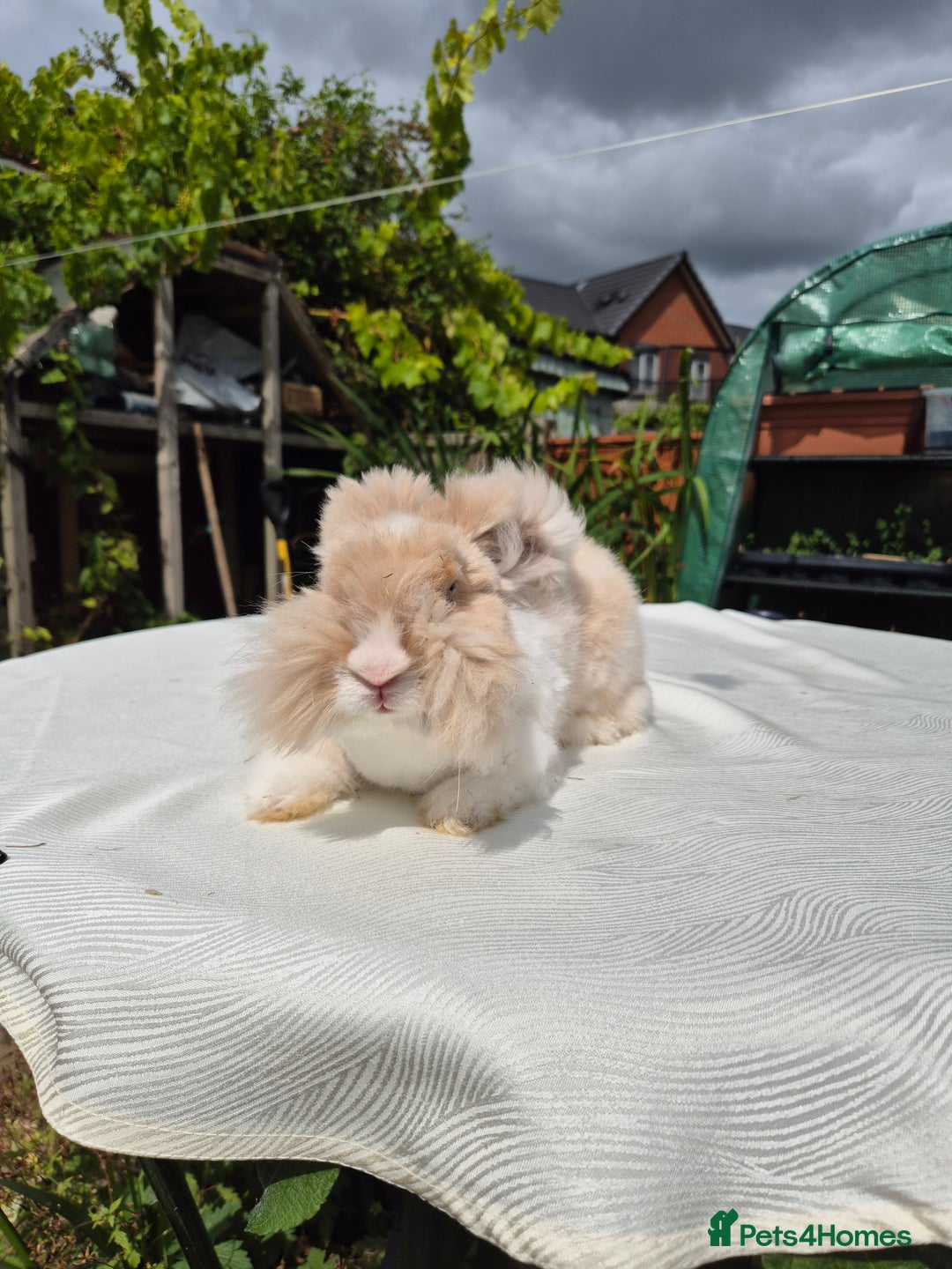 Angora rabbits for sale: Gorgeous Pedigree Full Faced Angora  - Image 13