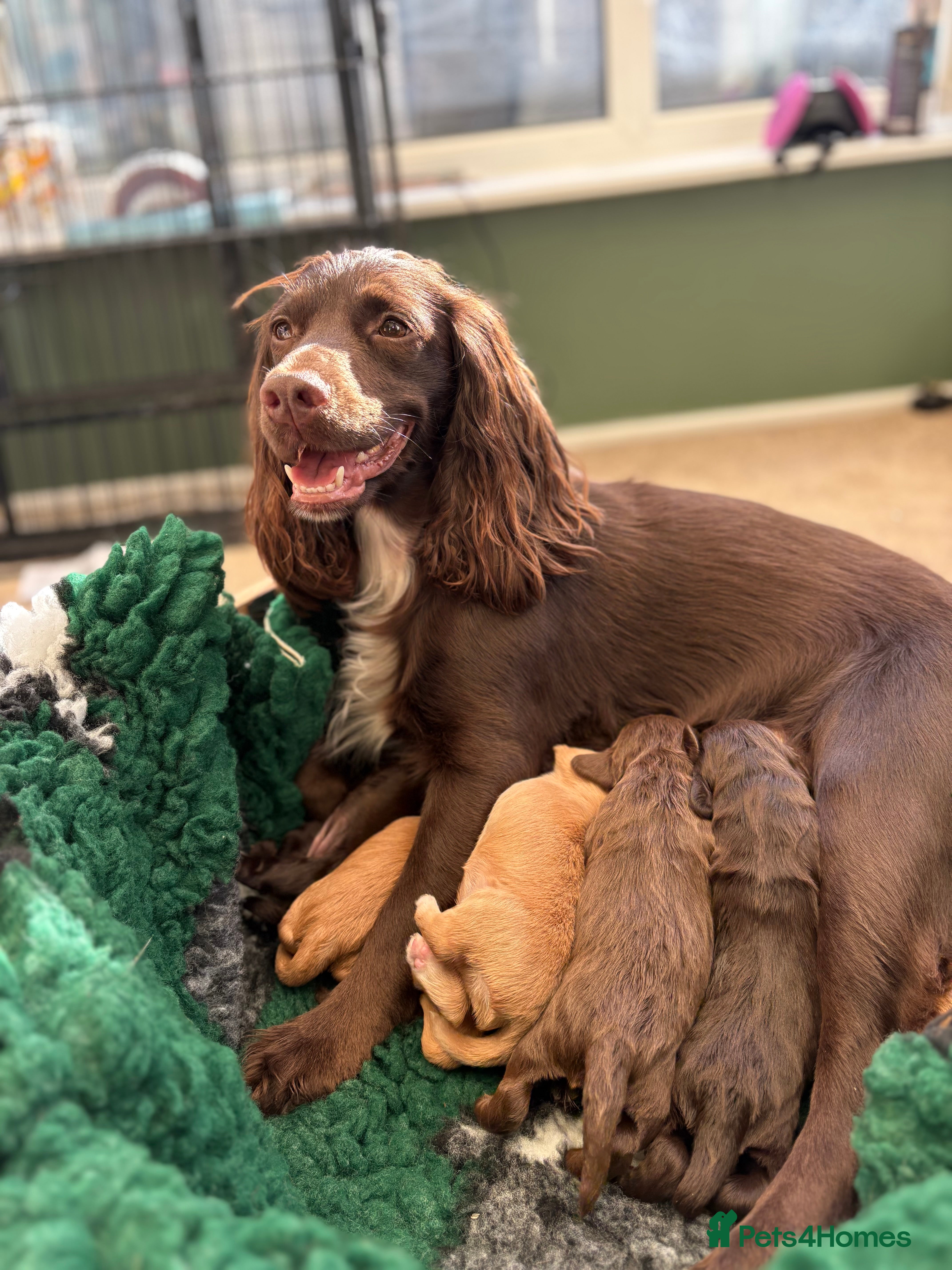 Cocker Spaniel dogs Kc registered working Cocker spaniel puppies - Advert 6