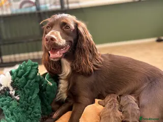 Cocker Spaniel dogs Kc registered working Cocker spaniel puppies - Advert 6
