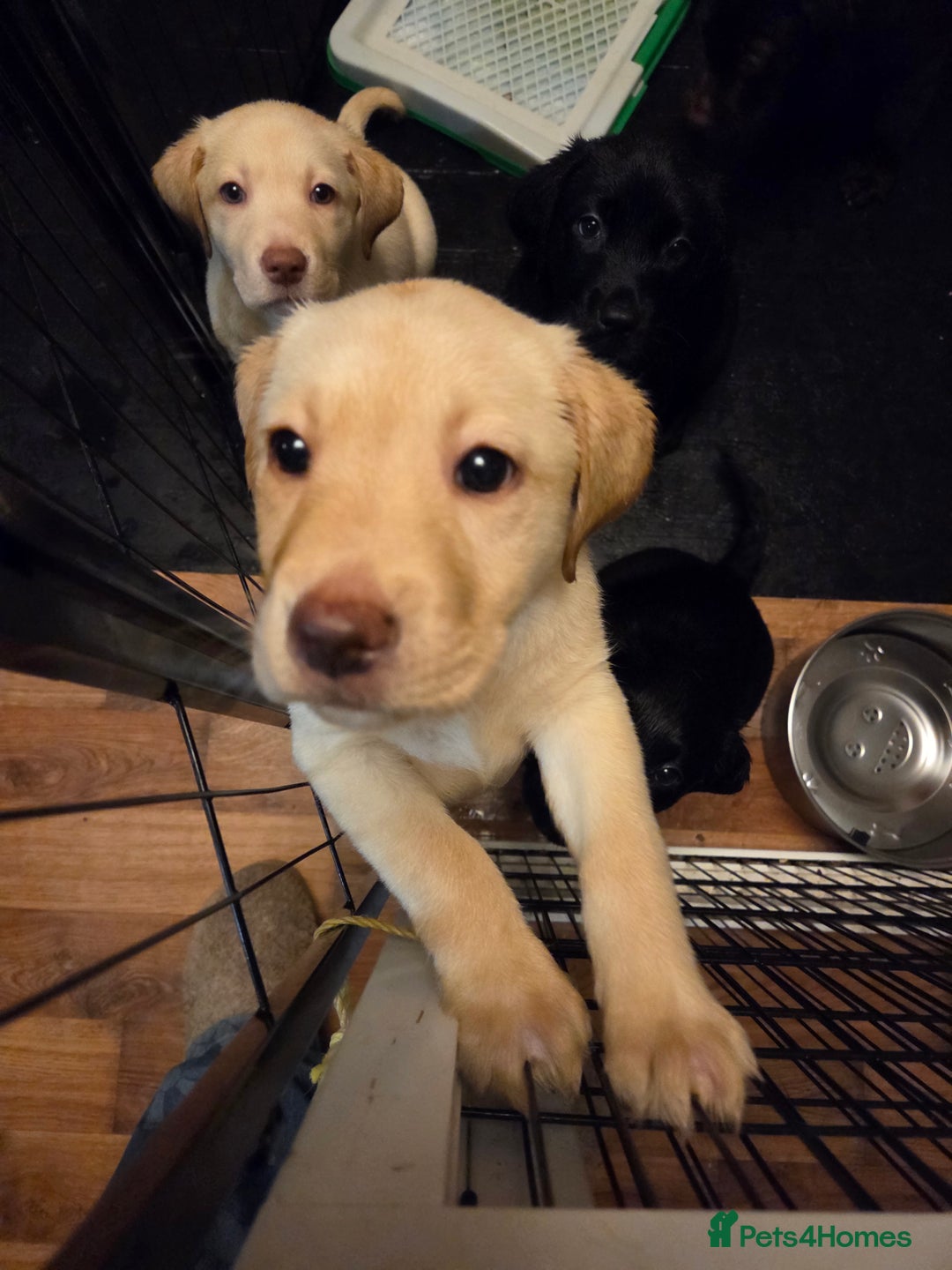 Labrador Retriever dogs for sale: Stunning litter of chunky pups - Advert 1