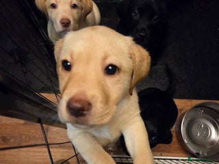 Labrador Retriever dogs Stunning litter of chunky pups - Advert 3